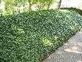 Green Sheen Pachysandra / Pachysandra terminalis 